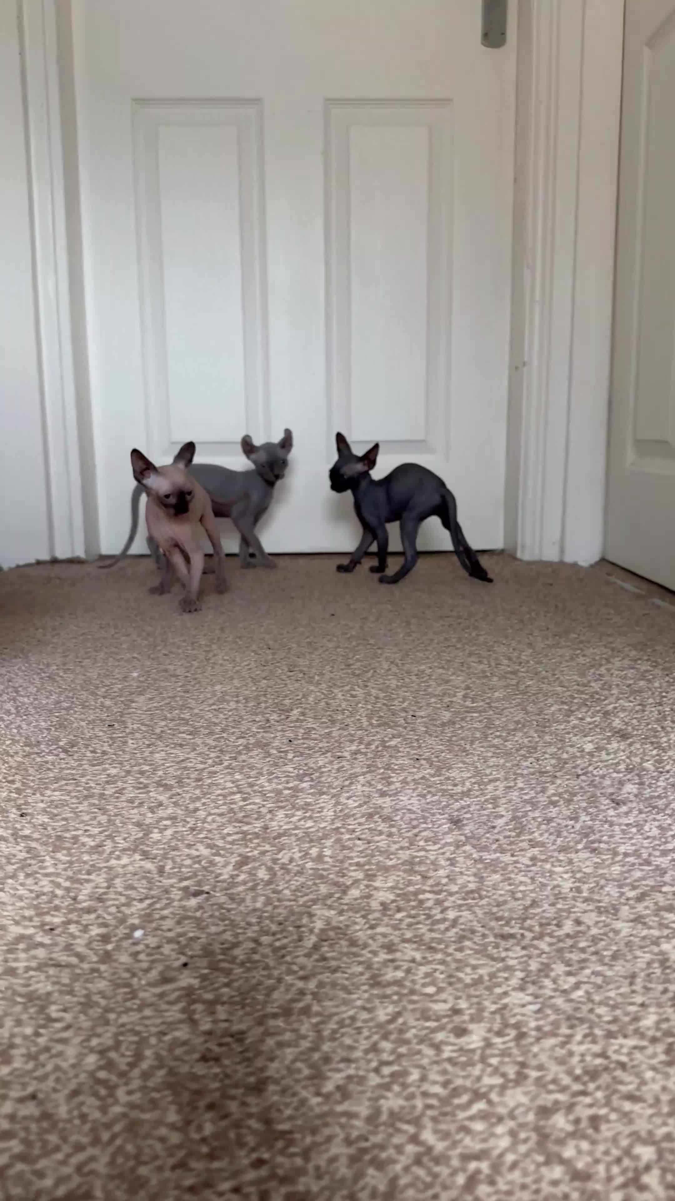 Sphynx cats for sale: Beautiful girl available  - Video 1