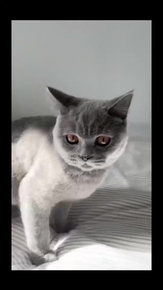 British Shorthair cats for sale: British Short Hair Kitten - Video 1