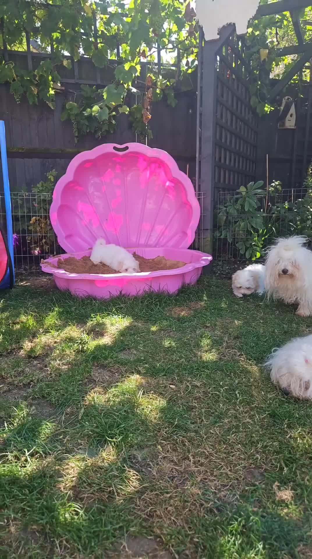 Coton De Tulear dogs for sale: 2 Stunning coton de Tulear girls - Video 2