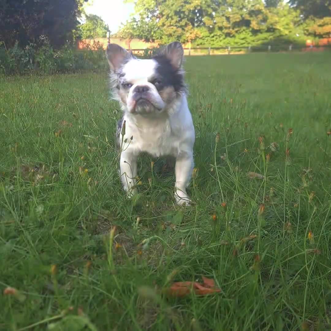 French Bulldog dogs for stud: 🐾 IC1 – Visual Fluffy🧸 | Proven Stud✅️ 🎨✨ in Beckenham - Video 1