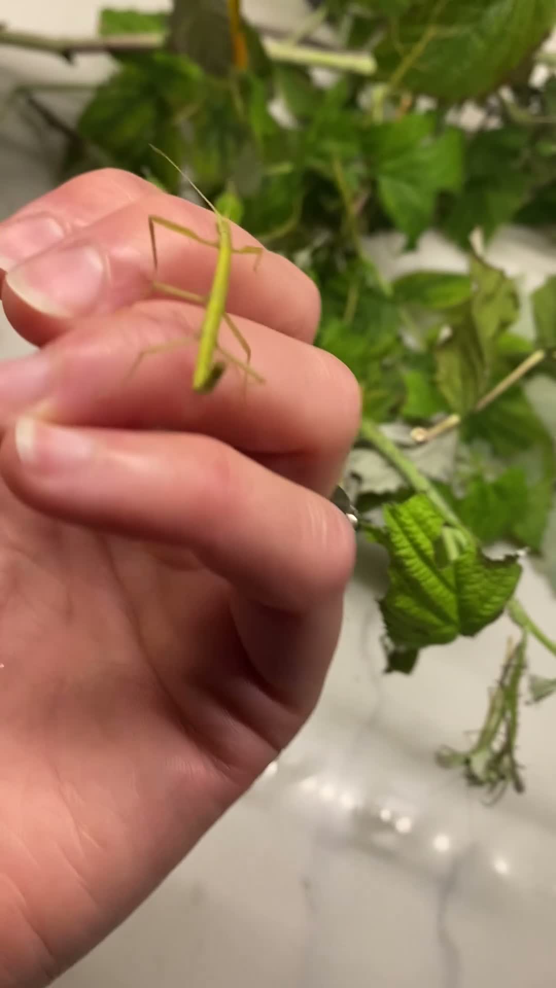 Stick Insects invertebrates for sale: Indian stick insects in Gloucester - Video 1