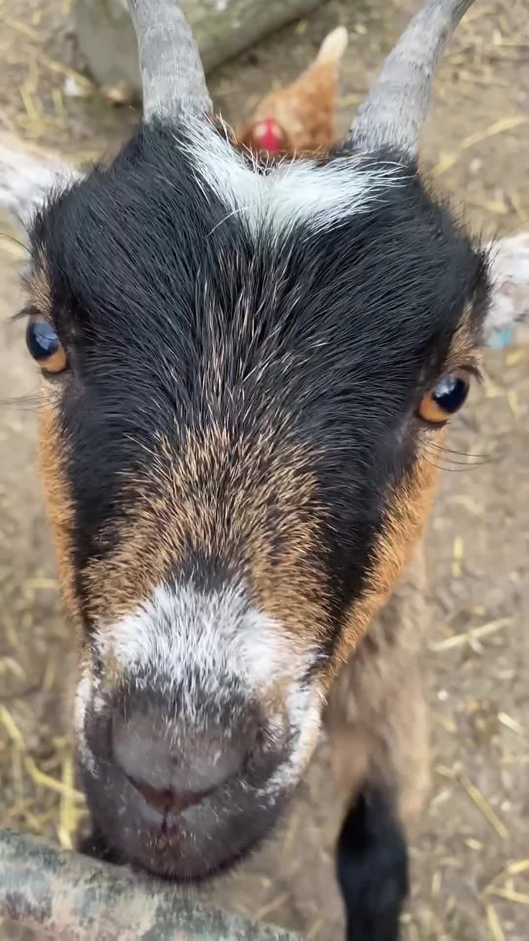 Goats livestock for sale: pygmy goats in Deeside - Video 2