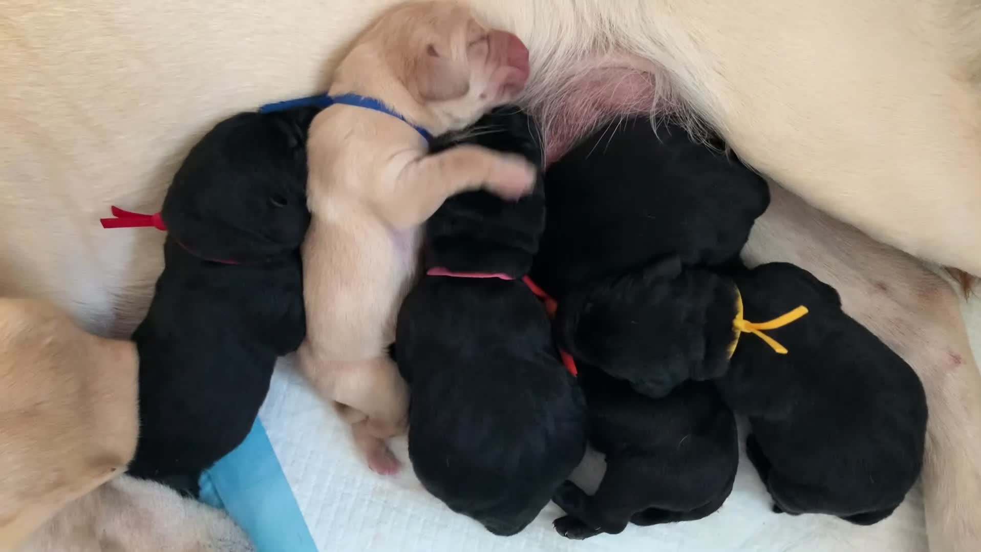 Labrador Retriever dogs for sale: 3 black & 1 yellow stunning boys available - Video 1