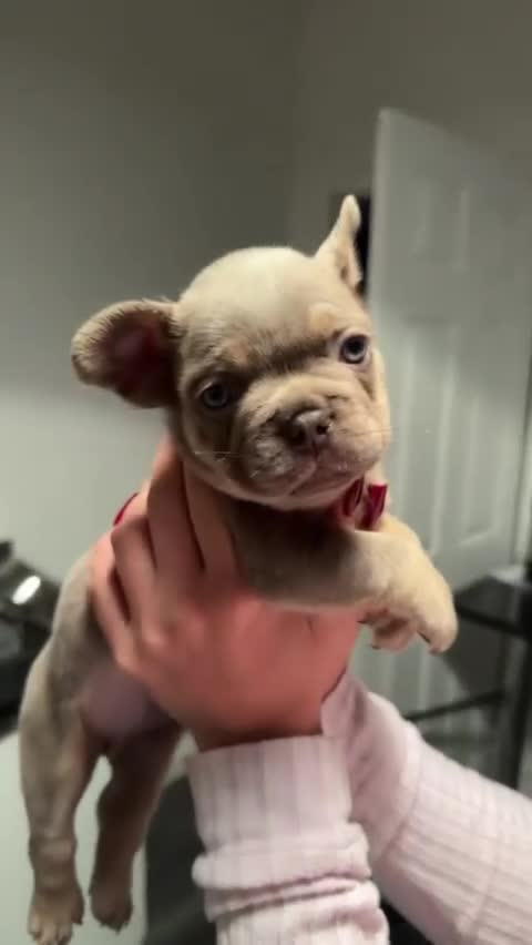 French Bulldog dogs for stud: Isabella Tan Frenchie for Stud in Nottingham - Video 1