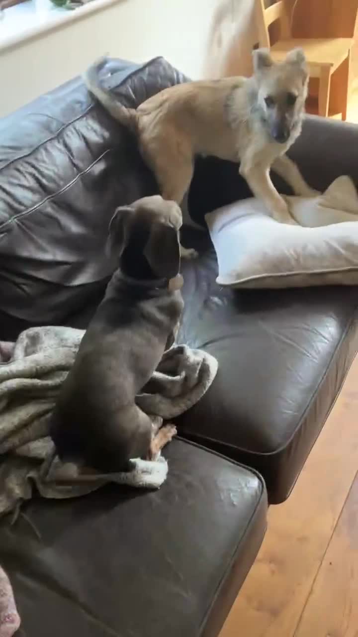 Mixed Breed dogs for adoption: MITZI, 7 months 18kg, friendly, house trained - Video 2