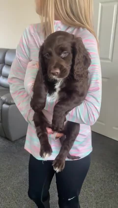 Cocker Spaniel dogs for sale: Cocker spaniel puppies - Video 1