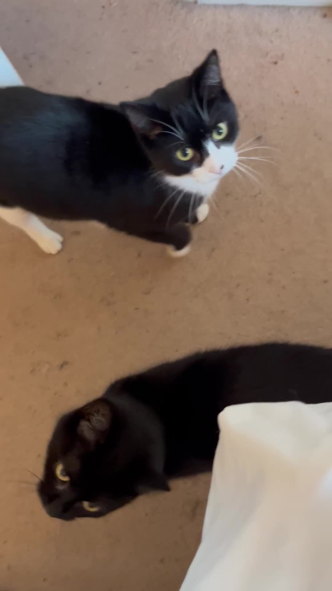 Mixed Breed cats for adoption: Rescue siblings Bumble and Bee need 1st ever home - Video 1