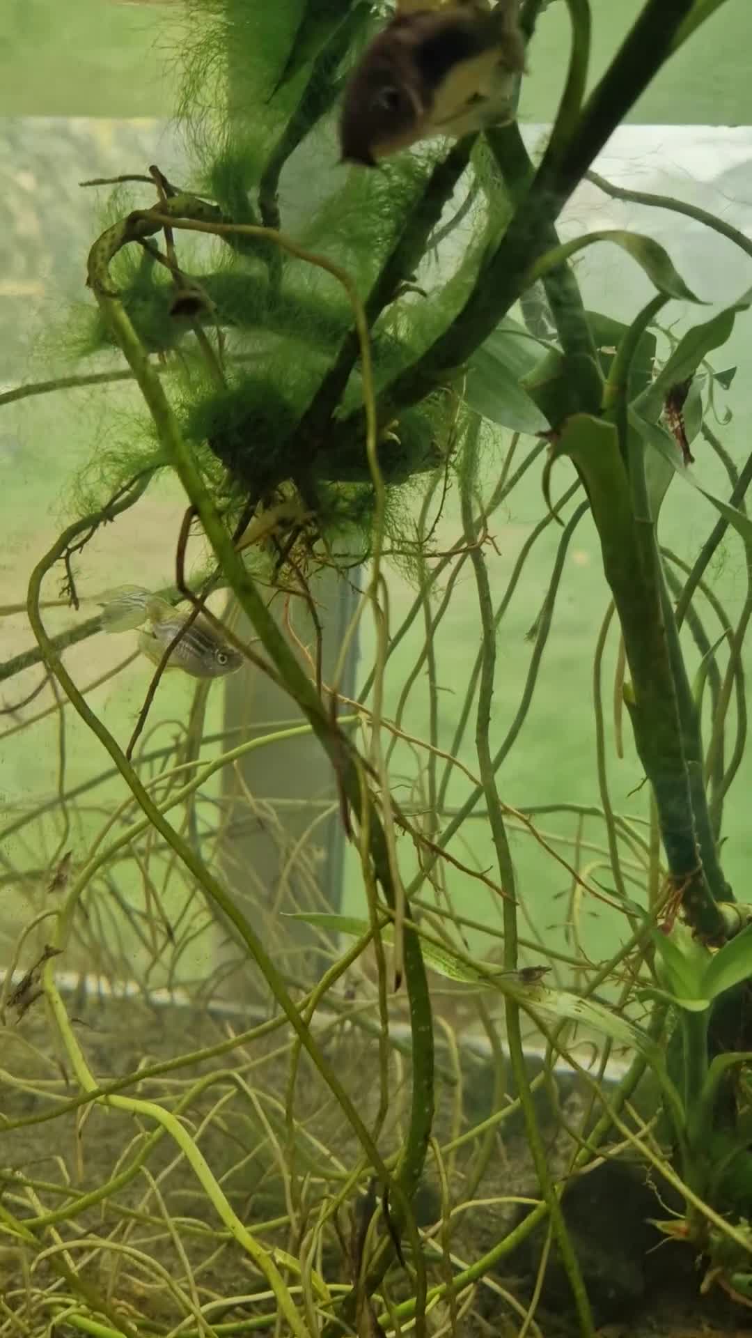 Other/Mixed Breed fish for sale: Full set up fish tank - Video 1