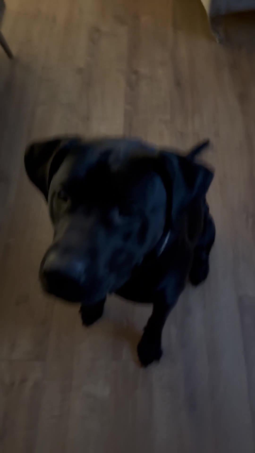 Mixed Breed dogs for sale: Pablo  - Video 1