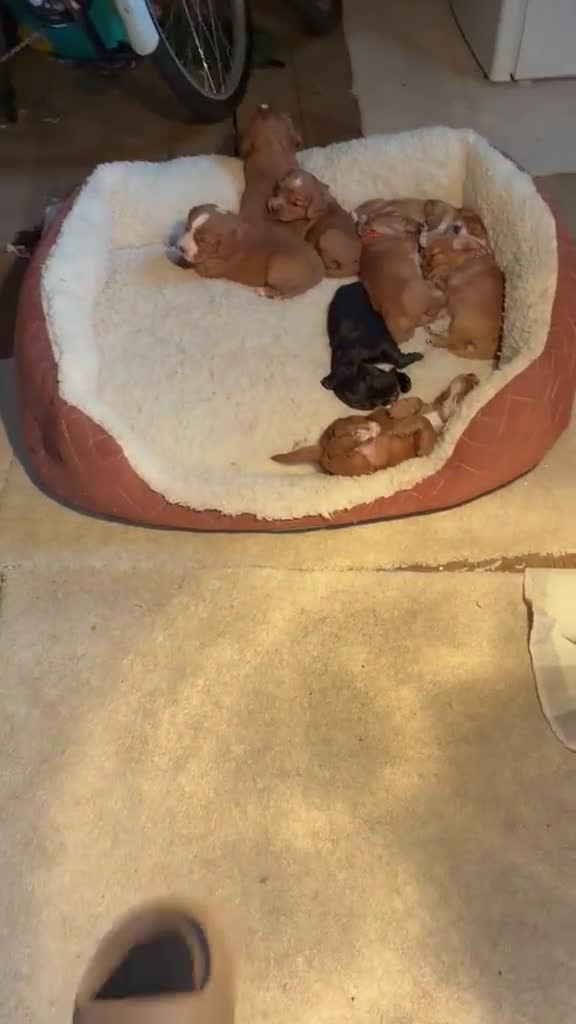 Cocker Spaniel dogs for sale: K C Cocker spaniel - Video 1