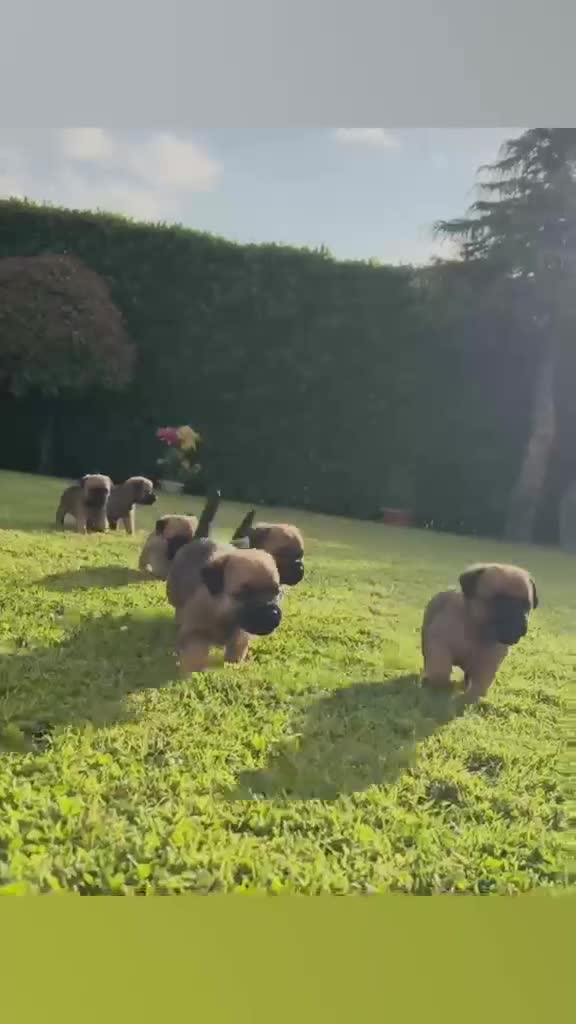 Border Terrier dogs for sale: KC registered high quality Border Terrier pups.  in Londonderry - Video 1