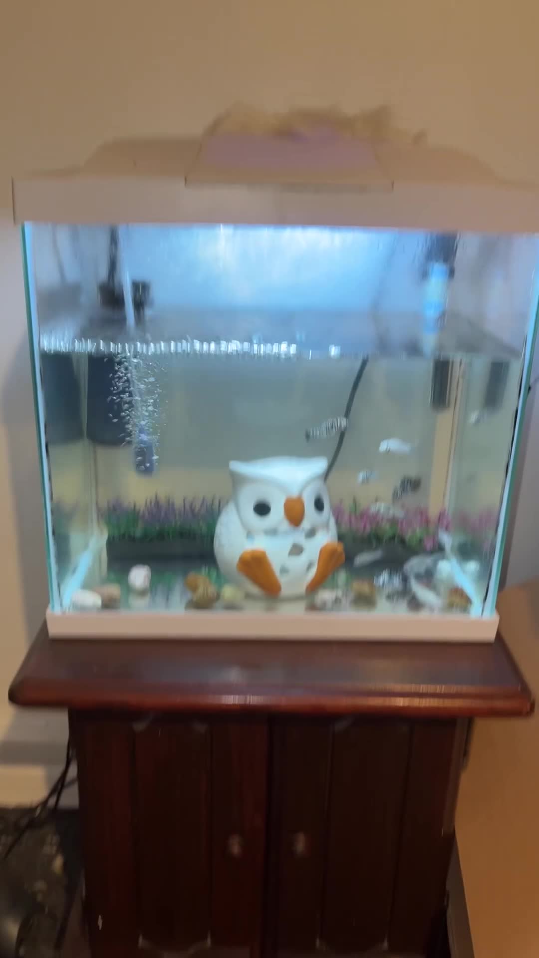 Mollies fish for sale: LE3 9JQ in Leicester - Video 1
