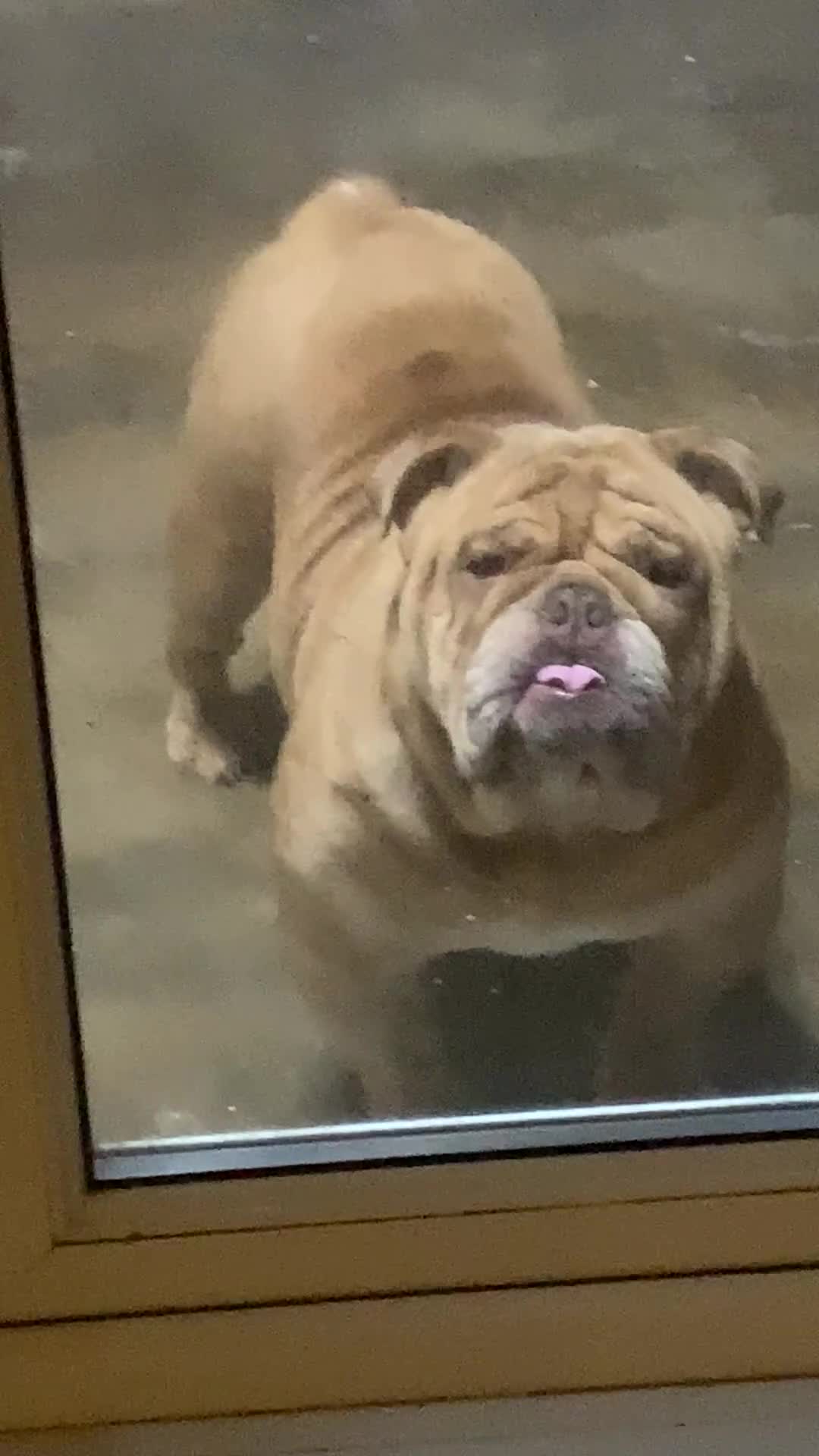 English Bulldog dogs for stud: Fluffy carrier British bulldog stud  - Video 2