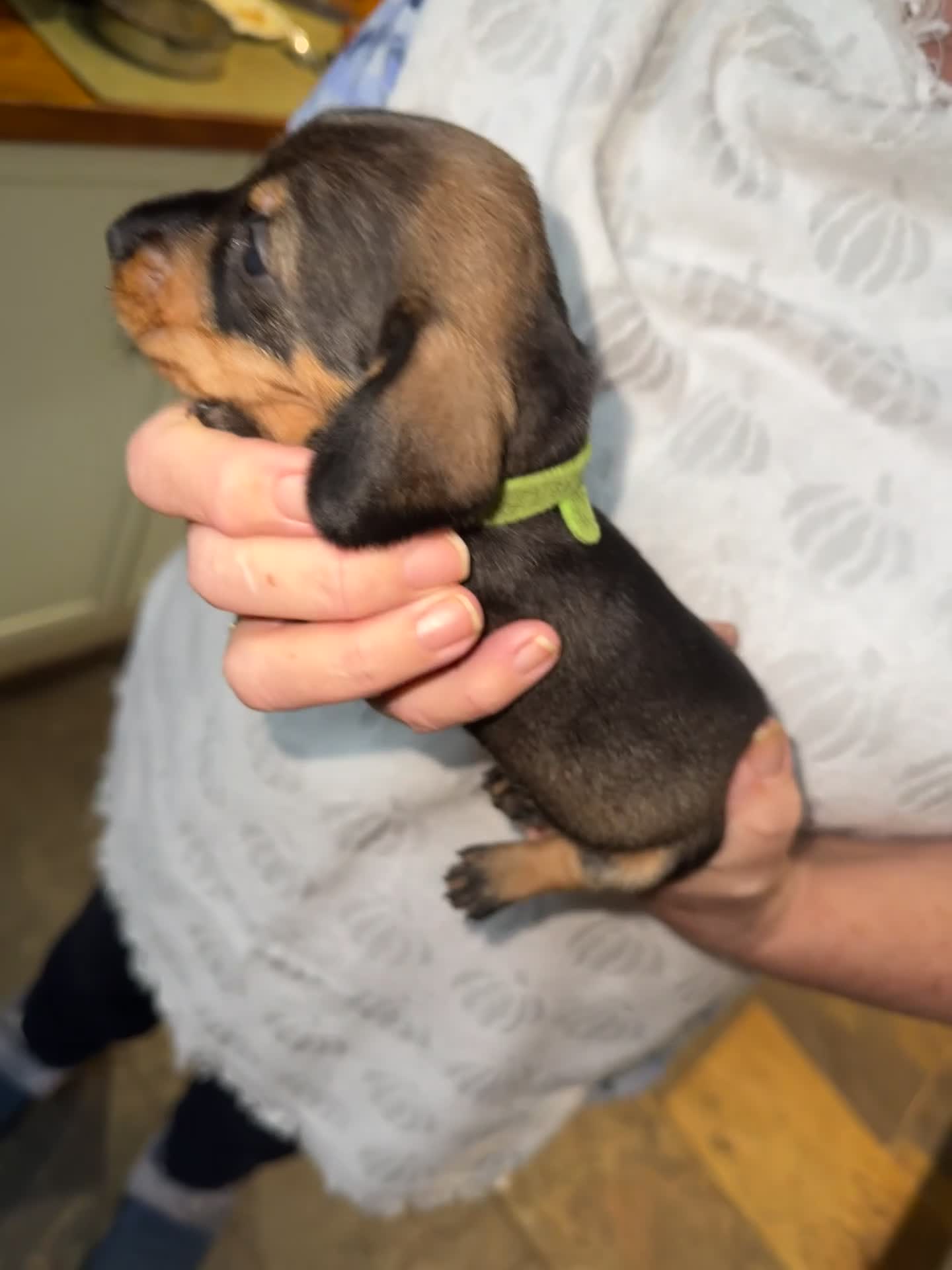 Miniature Dachshund dogs for sale: Adorable Miniature Wired haired Dachshund puppies - Video 2
