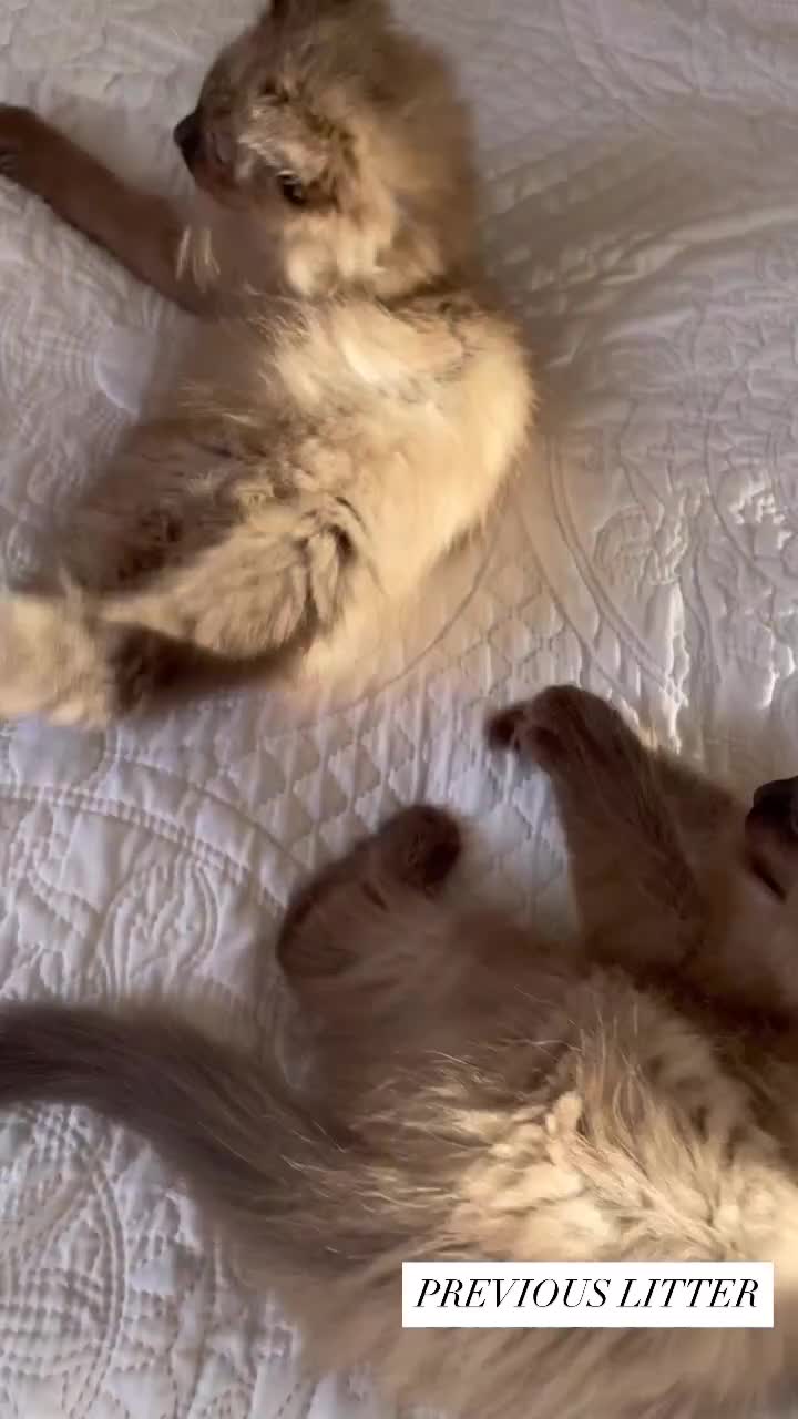 Ragdoll cats for sale: 5 Purebred kittens for SALE - Video 2