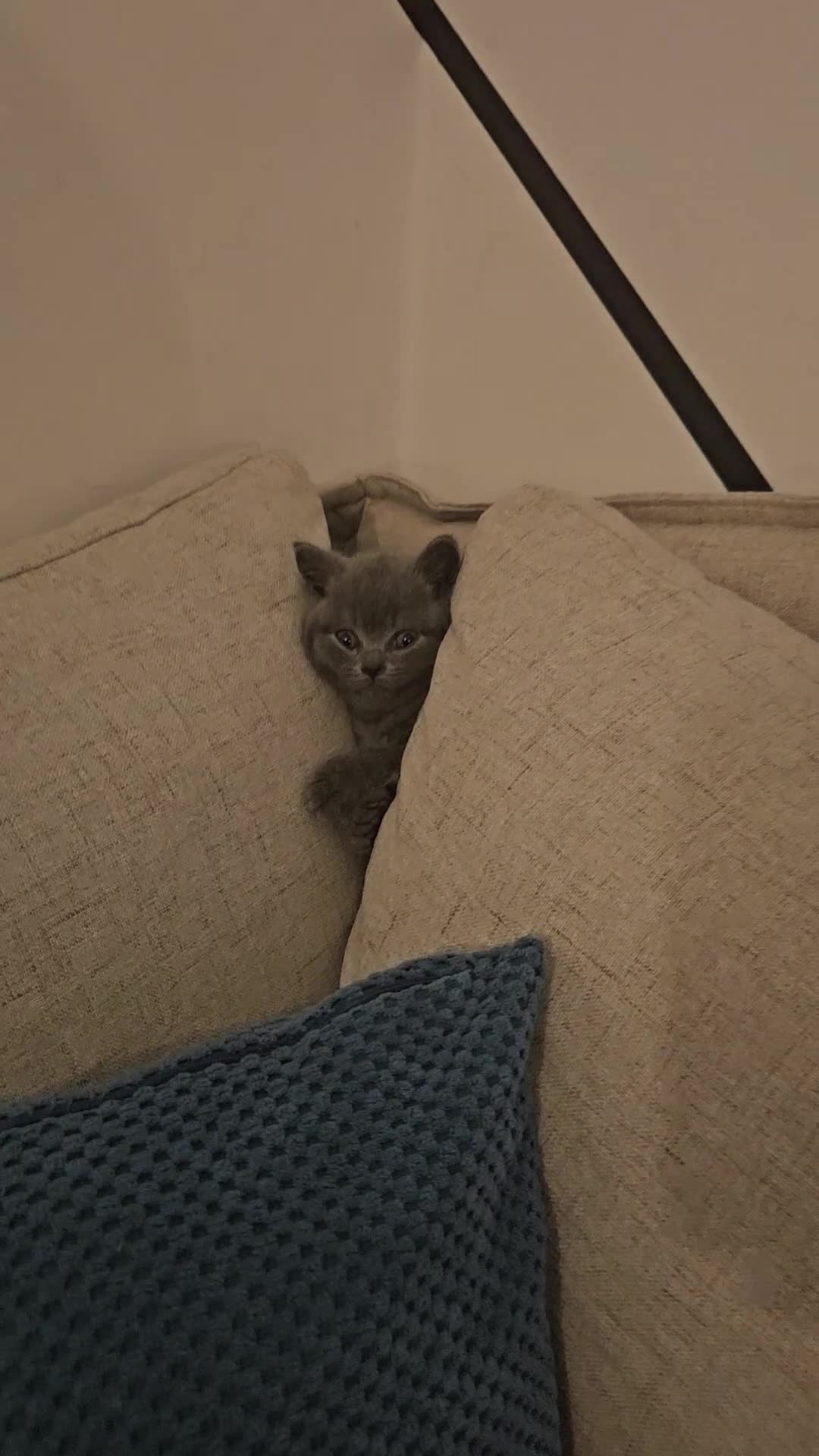 British Shorthair cats for sale: British Shorthair GCCF LAST kittens available - Video 4