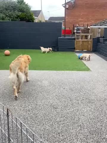 Golden Retriever dogs for sale: Beautiful KC reg Fluffy Golden Retriever Puppies - Video 1