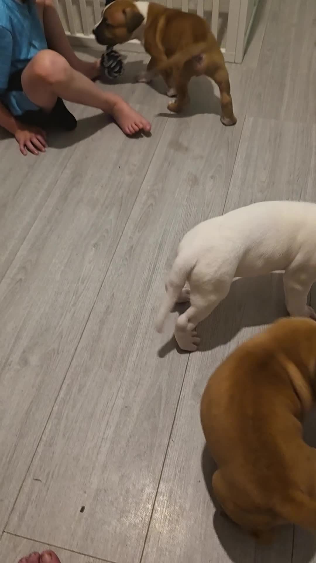 American Bulldog dogs for sale: American bull.dog puppies  in Wigan - Video 4