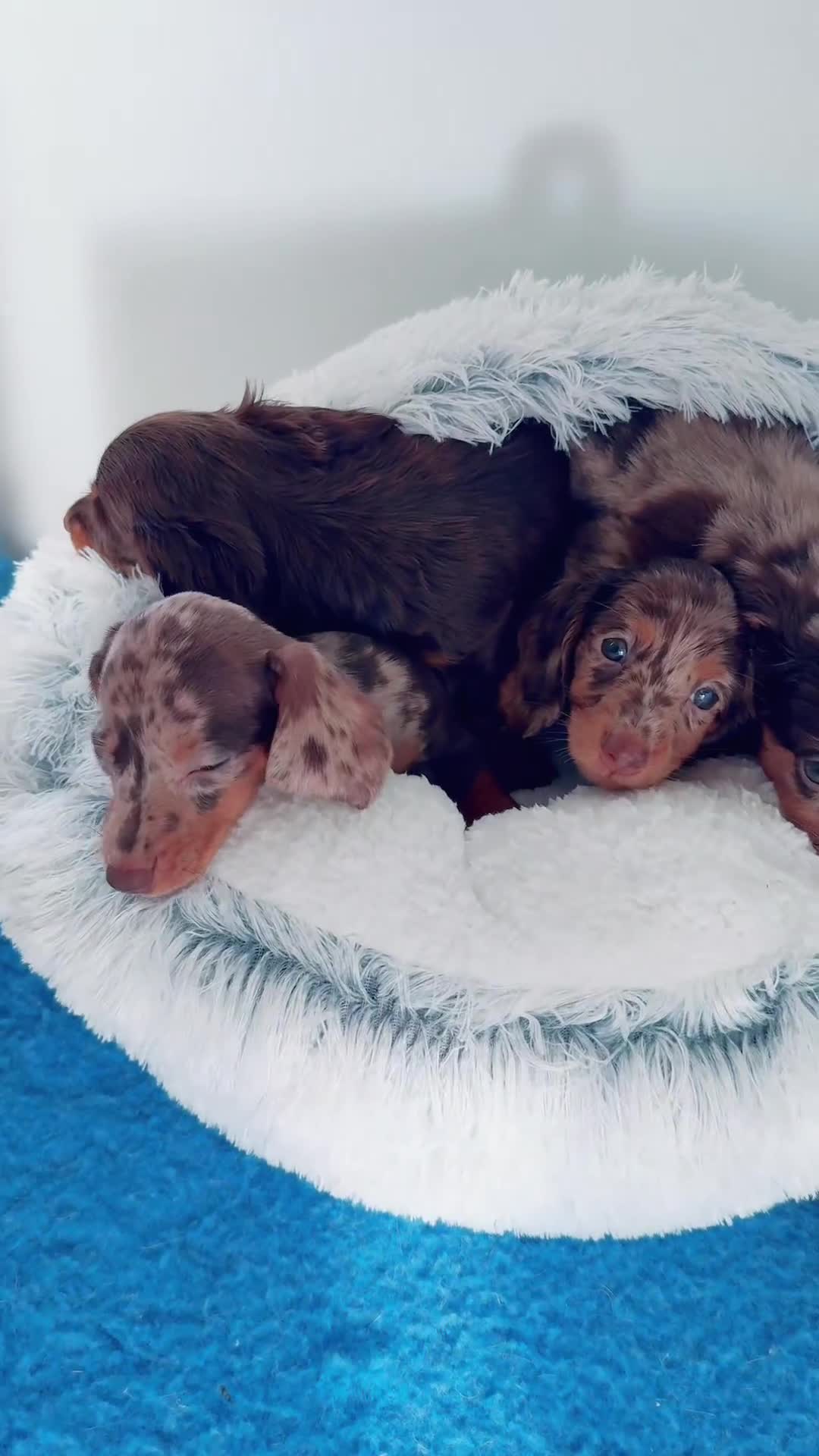 Miniature Dachshund dogs for sale: Quality miniature long hair choc & tan dapples - Video 1