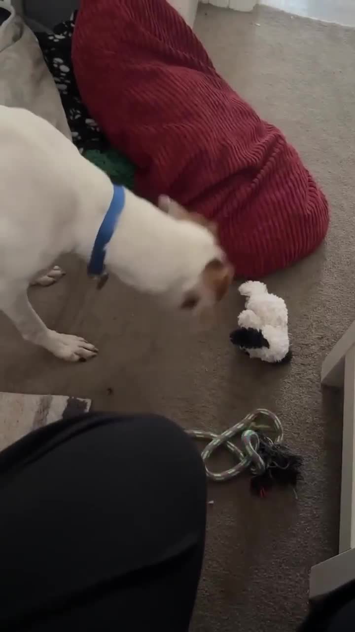 Mixed Breed dogs for adoption: FABIAN - 15 mth old, Male, Pointer type - Video 2