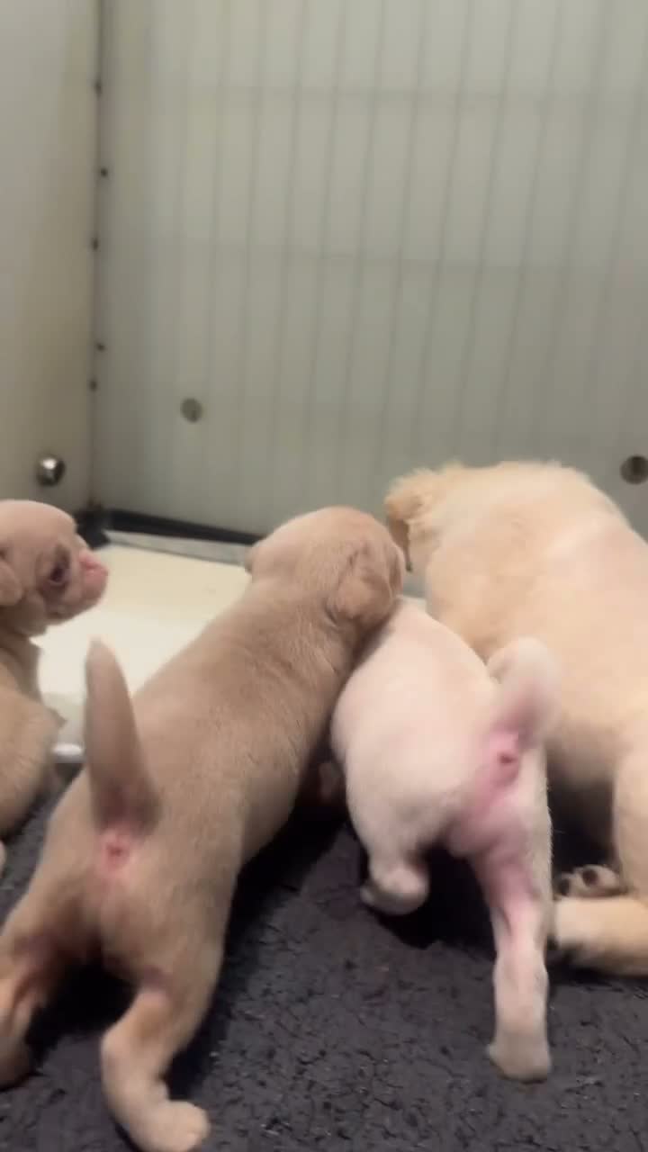 Pug dogs for sale: Stunning litter of 4 Prestige KC reg Pink Pug Pups - Video 1