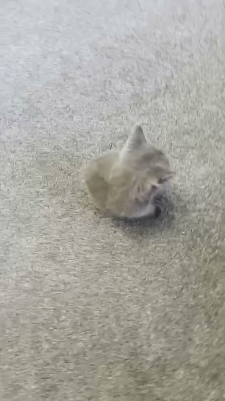 British Shorthair cats for sale: 3 British shorthair kittens  in Sheffield - Video 1