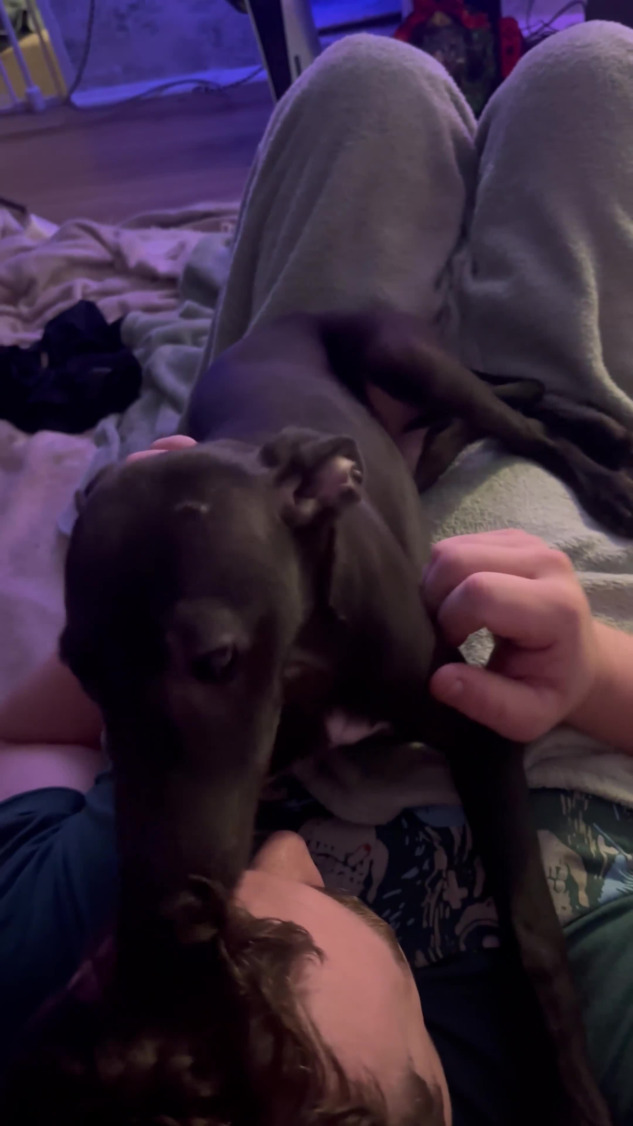 Whippet dogs for sale: KC registered whippet puppy  - Video 1