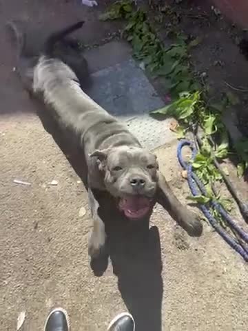 Cane Corso dogs for sale: Cane corso female  - Video 1
