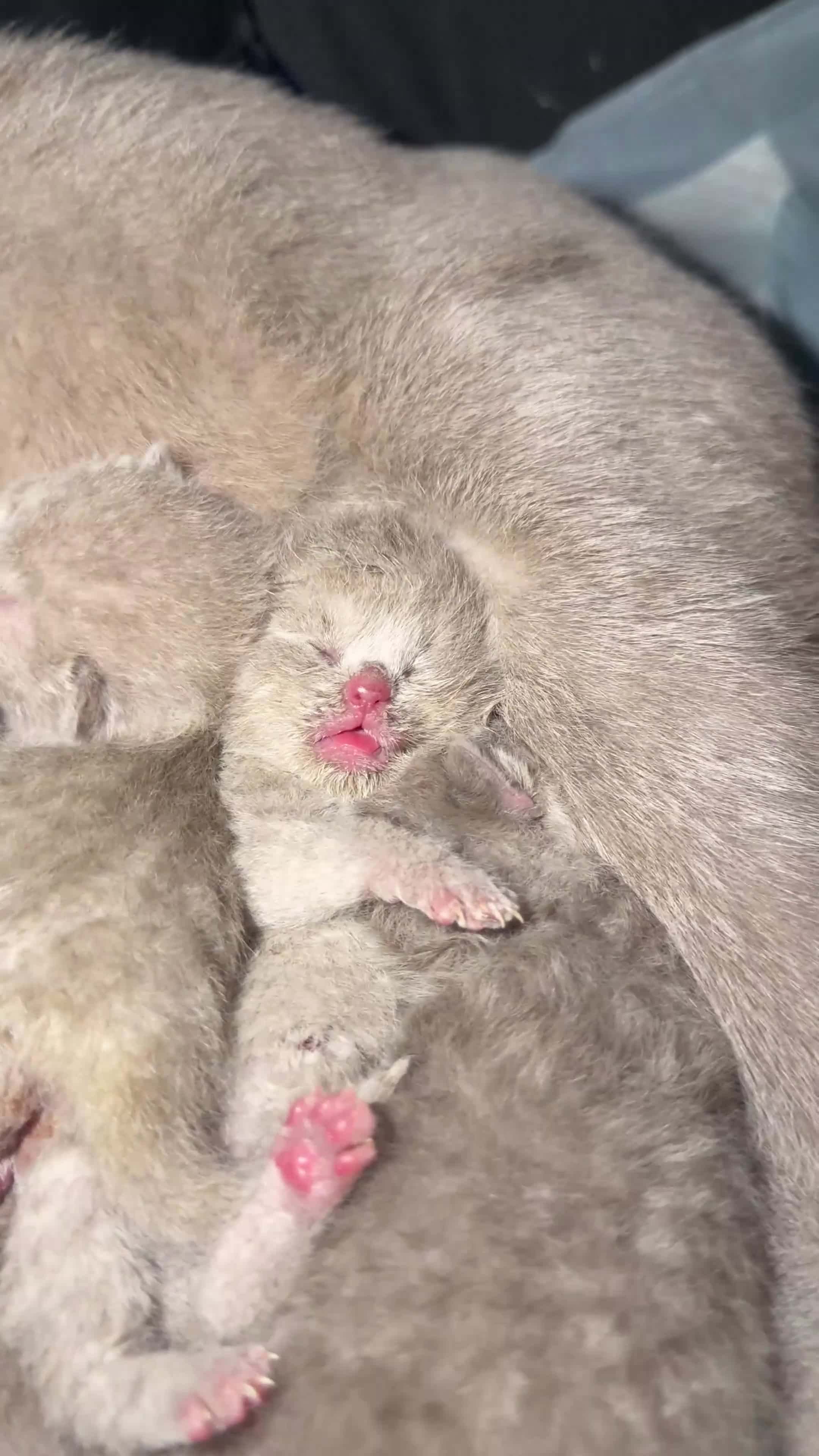 British Shorthair cats for sale: Lilac BSH kittens  - Video 2