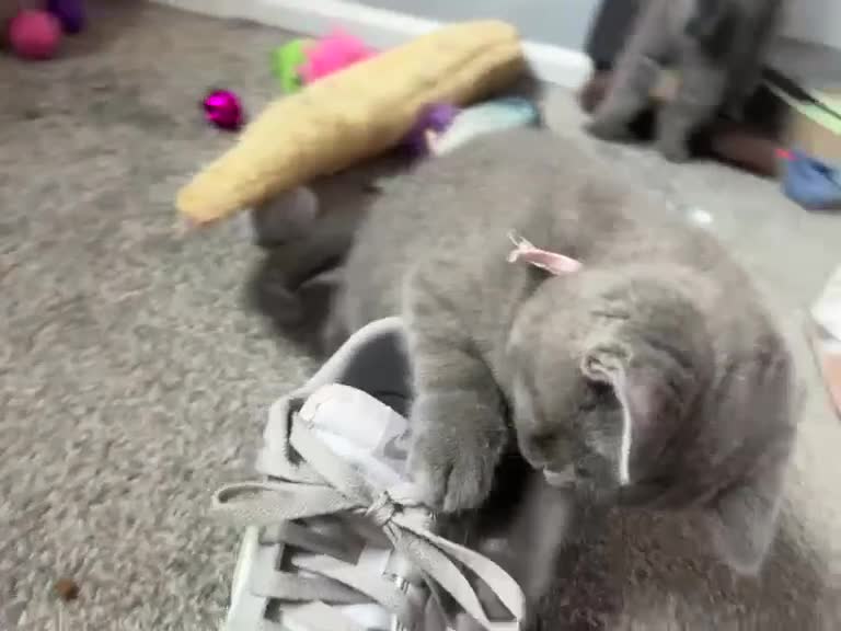 British Shorthair cats for sale: British short /longhair gccf  kittens  - Video 1