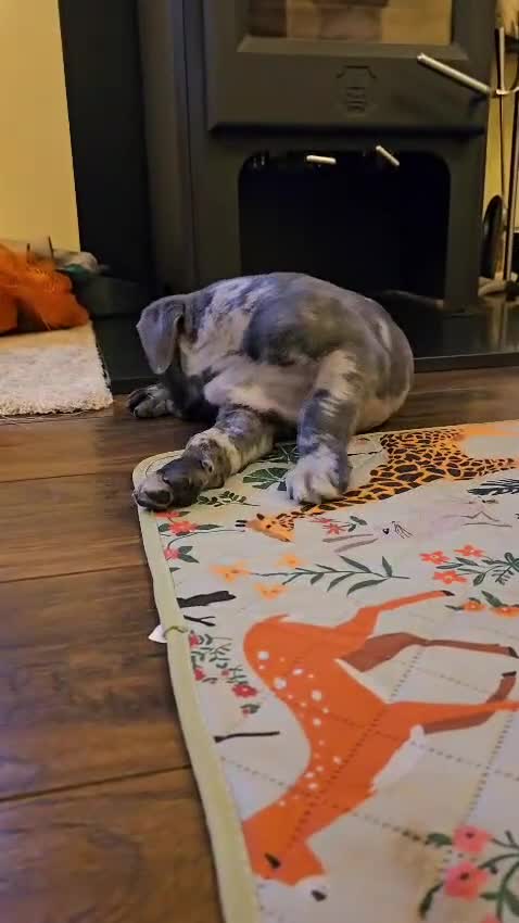 Mixed Breed dogs for sale: Cane Corso x Performance Mastiff  - Video 1