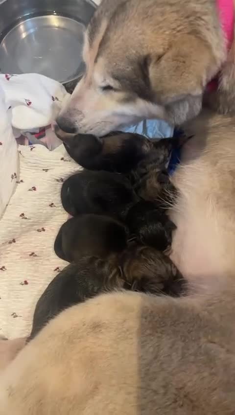Shepsky dogs for sale: Shepsky puppies for sale - Video 1