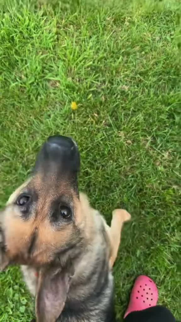 German Shepherd dogs for sale: Working line GSD puppies - 3rd generation breeding - Video 1