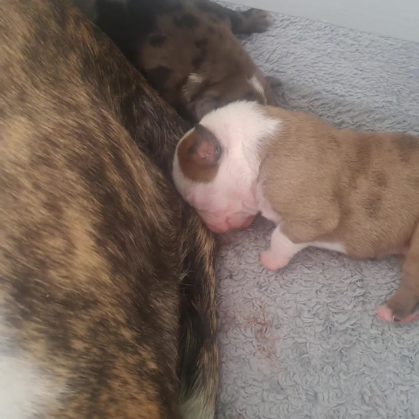 Mixed Breed dogs for sale: 2 handsome bullweiller's left from a litter of 10 - Video 1