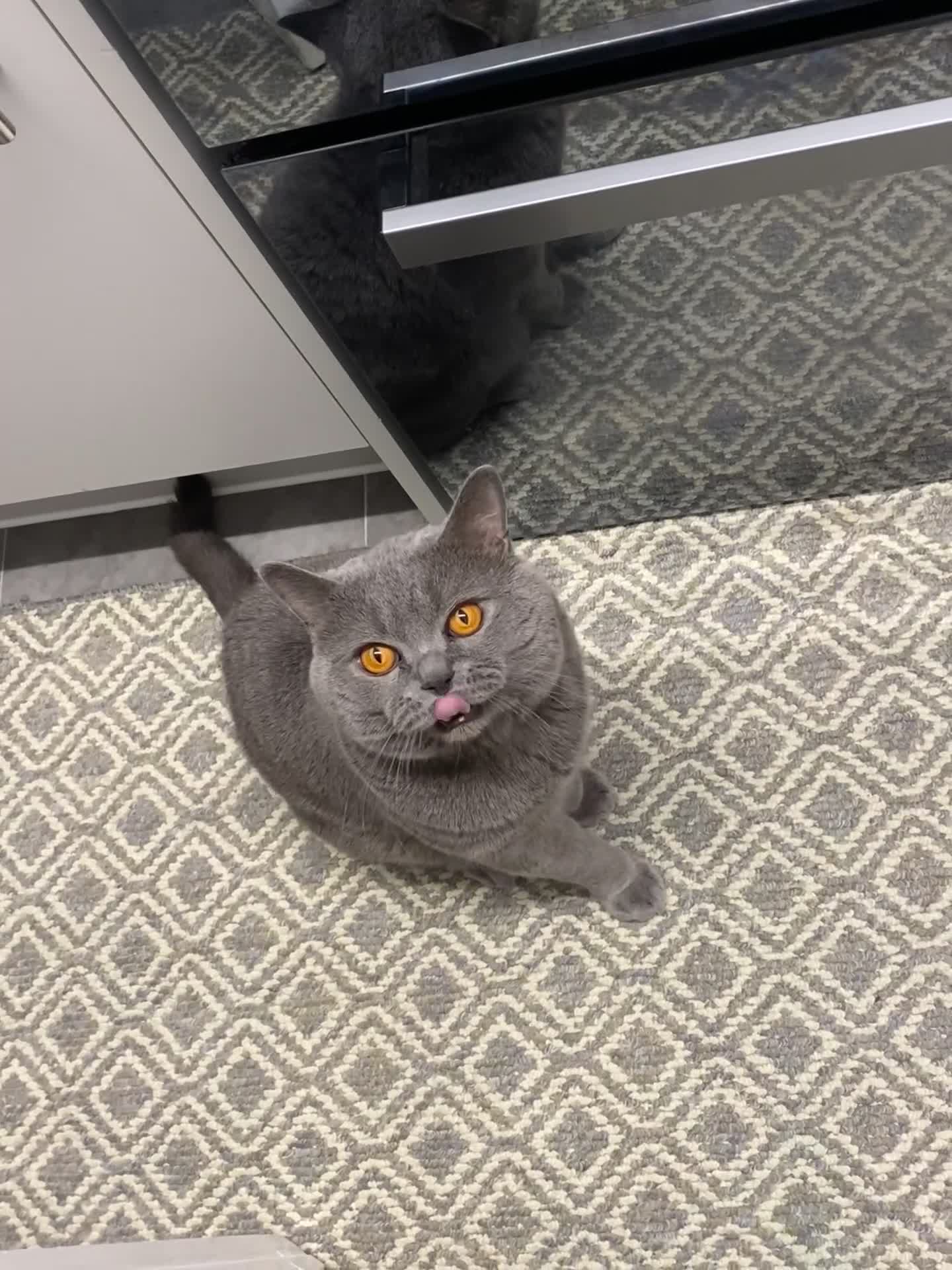 British Shorthair cats for sale: Mr Kittykat - Video 1