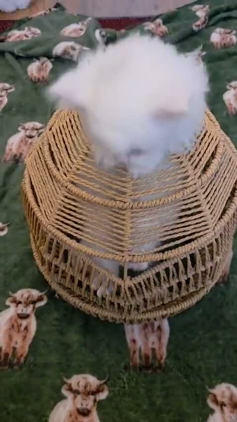 Persian cats for sale: Fluffy Persian Kittens Ready 8th Oct – SK4 - Video 1