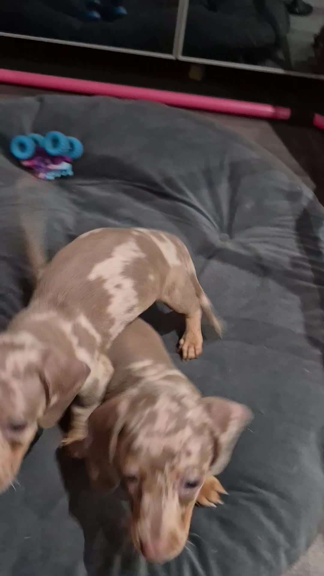 Miniature Dachshund dogs for sale: TRUE MINIATURE DASCHUND BABIES only 5 - Video 2