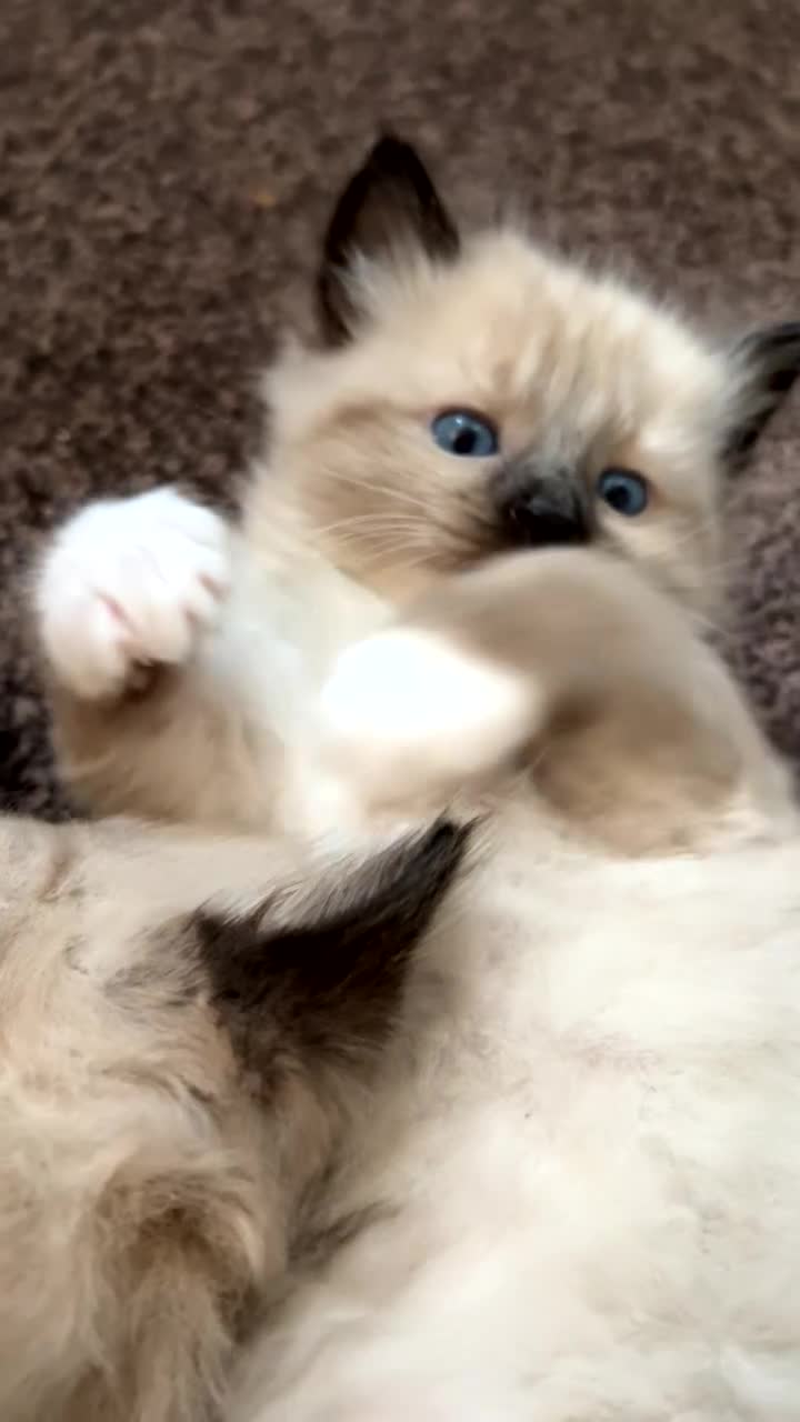 Ragamese cats for sale: Playful Ragamese Kittens (12 Weeks) - Video 1