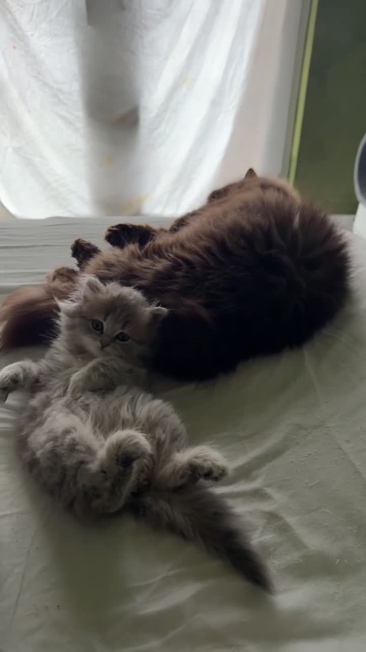 British Longhair cats for sale: Luxury British Longhair Kitten | TICA Registered - Video 1