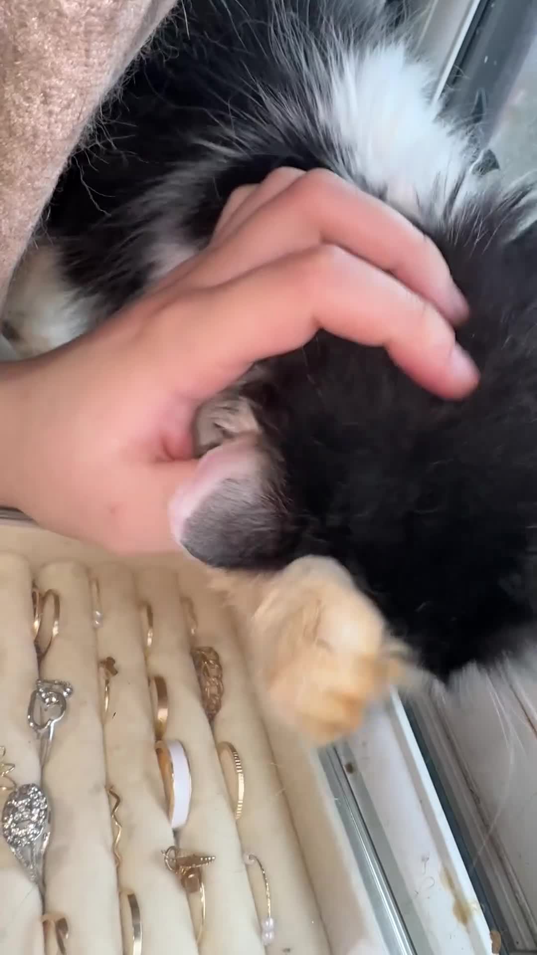 Mixed Breed cats for sale: Rescue cats- kittens and adults 🧡 - Video 5