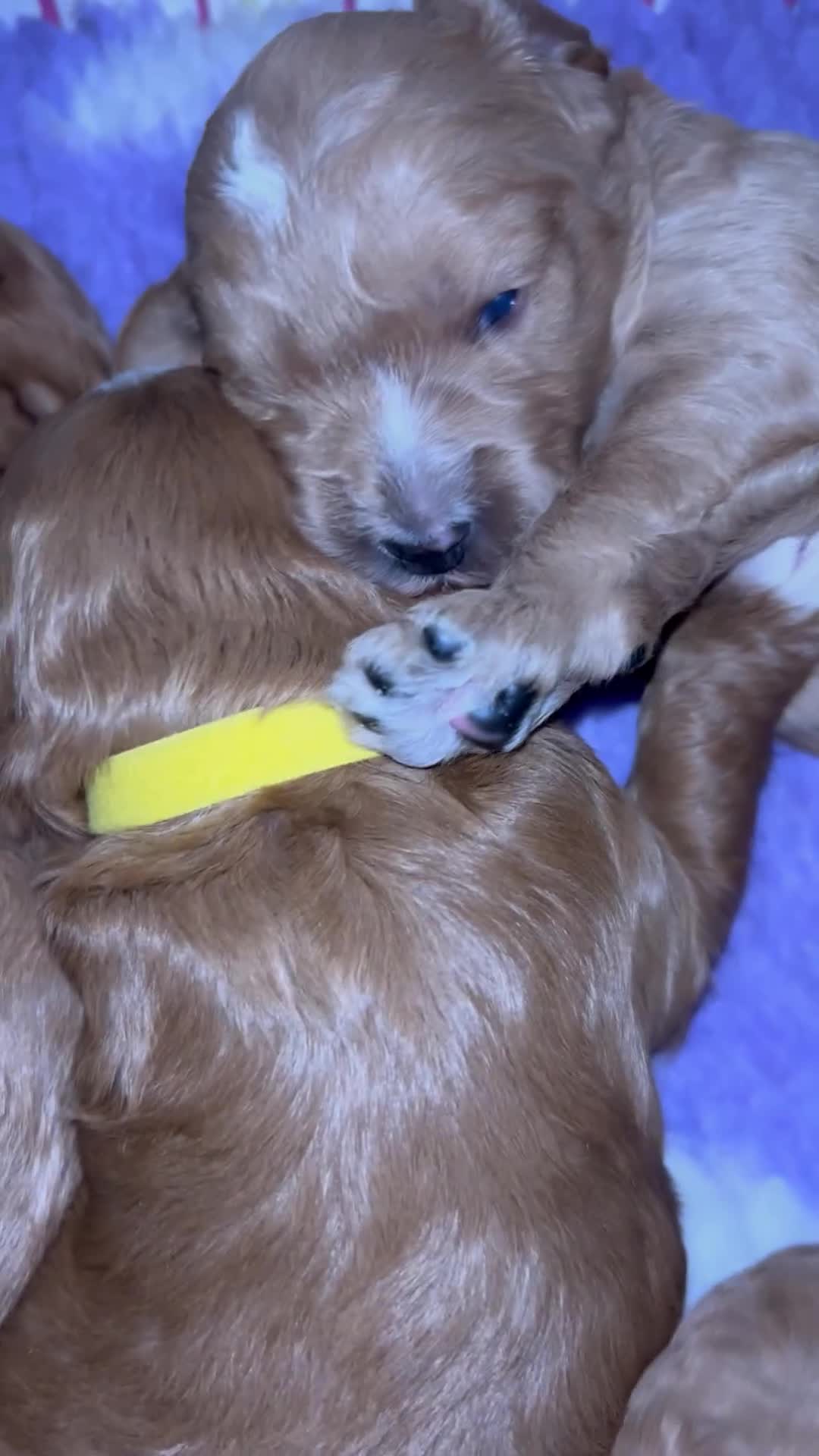 Cavapoo dogs for sale: Rare unique moyen Cavapoos (last female)  - Video 1