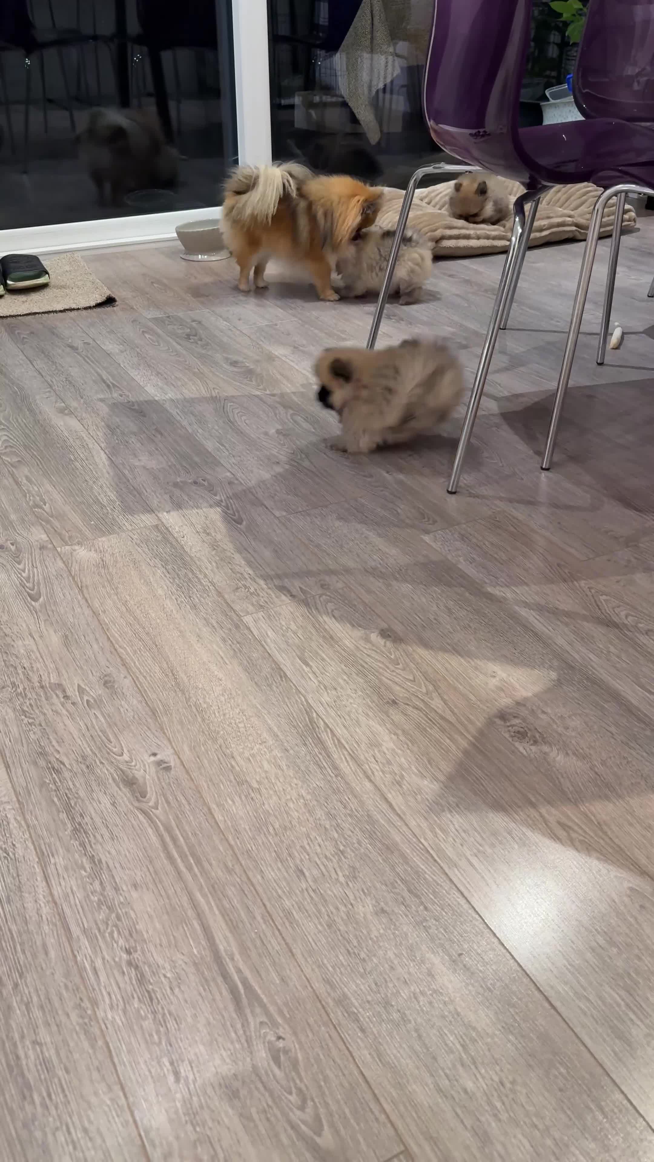 Pomeranian dogs for sale: Gorgeous small Pomeranian puppies 🧸  - Video 1