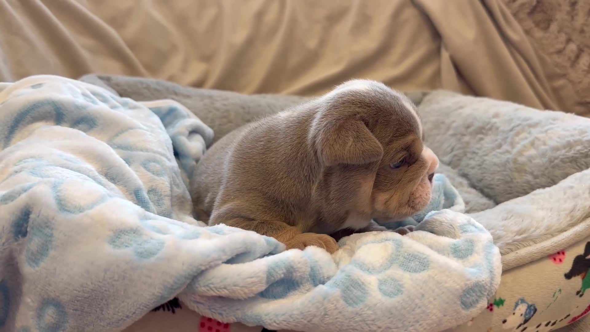 English Bulldog dogs for sale: Stunning posherbulls Turkish pups (last pup left) - Video 1