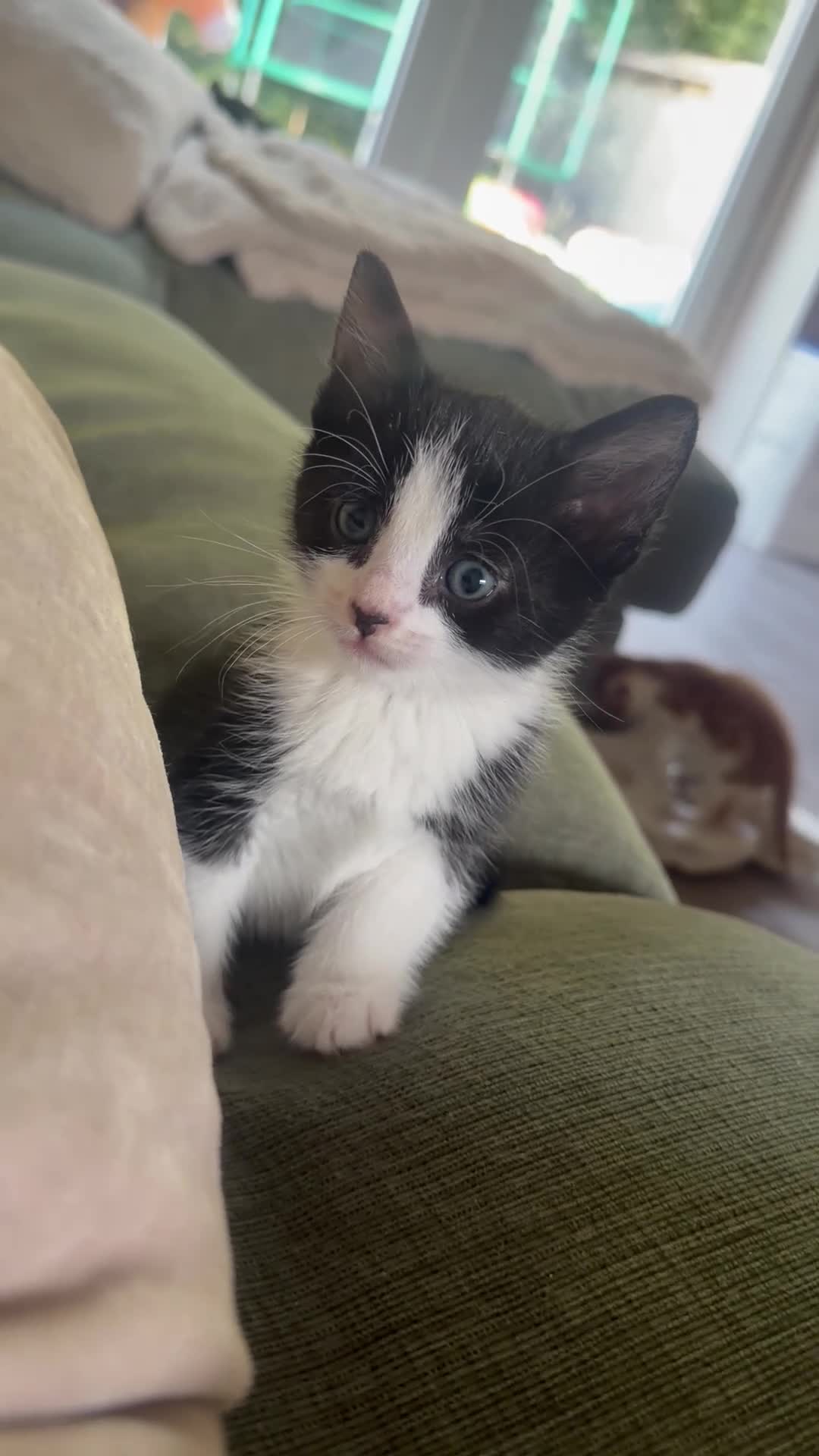 Mixed Breed cats for sale: 3 kittens for sale  - Video 1