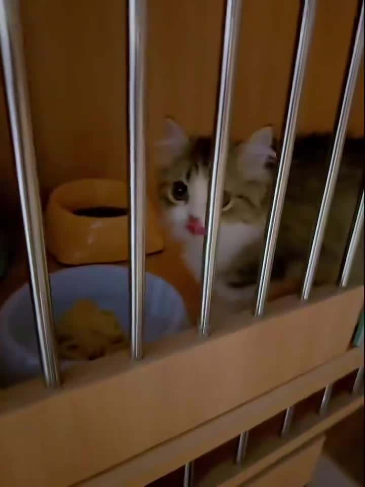 Napoleon cats for sale: Lovely minute - Video 2