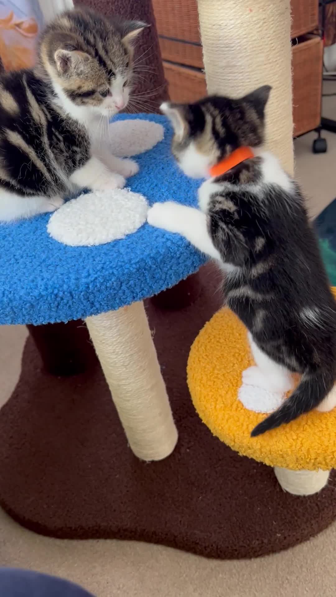 Mixed Breed cats for sale: READY NOW, 3 BEAUTIFUL TABBY BOYS (with Bengal)  - Video 4