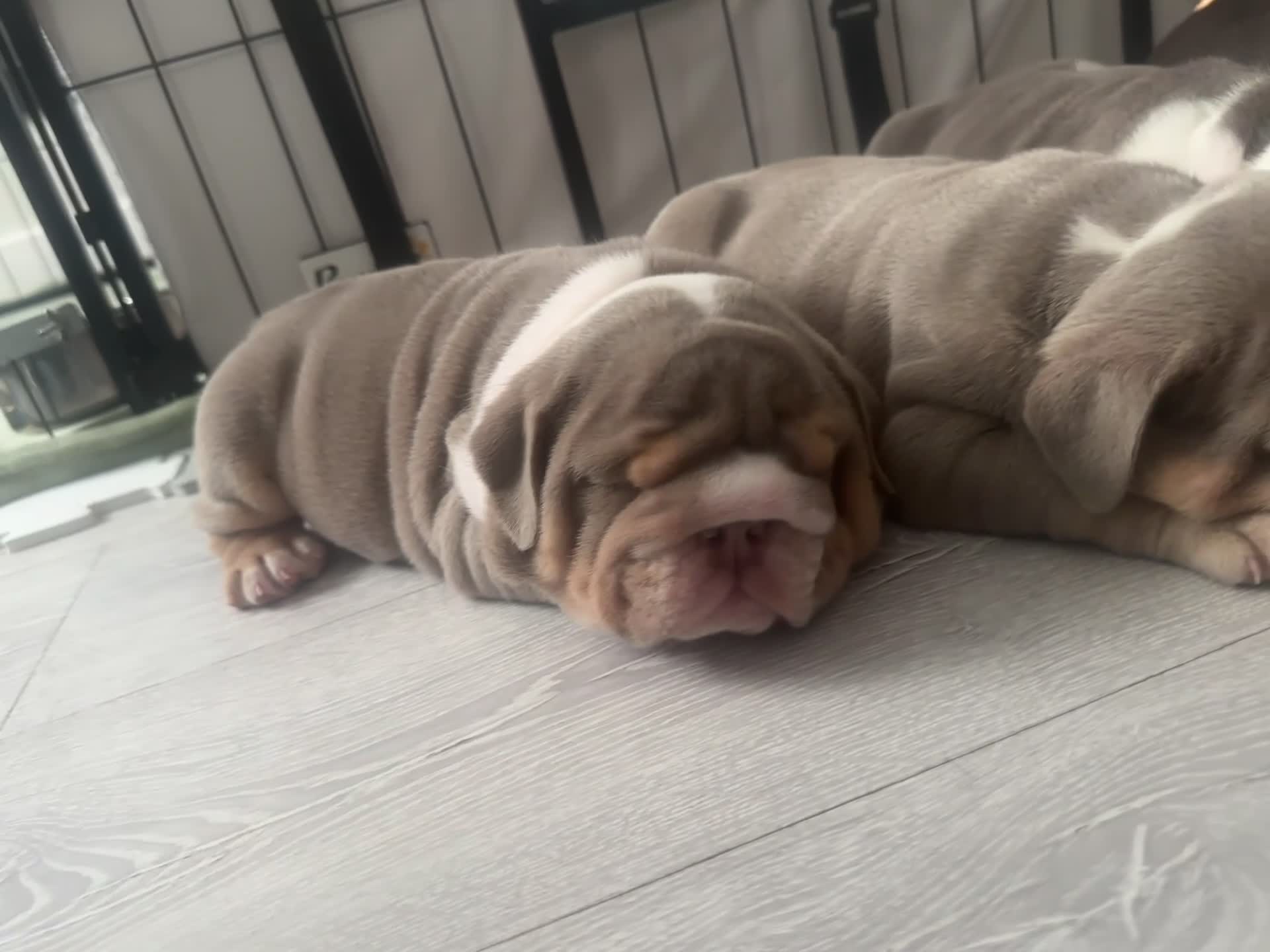 English Bulldog dogs for sale: 4 stunning unique coloured pups - Video 4