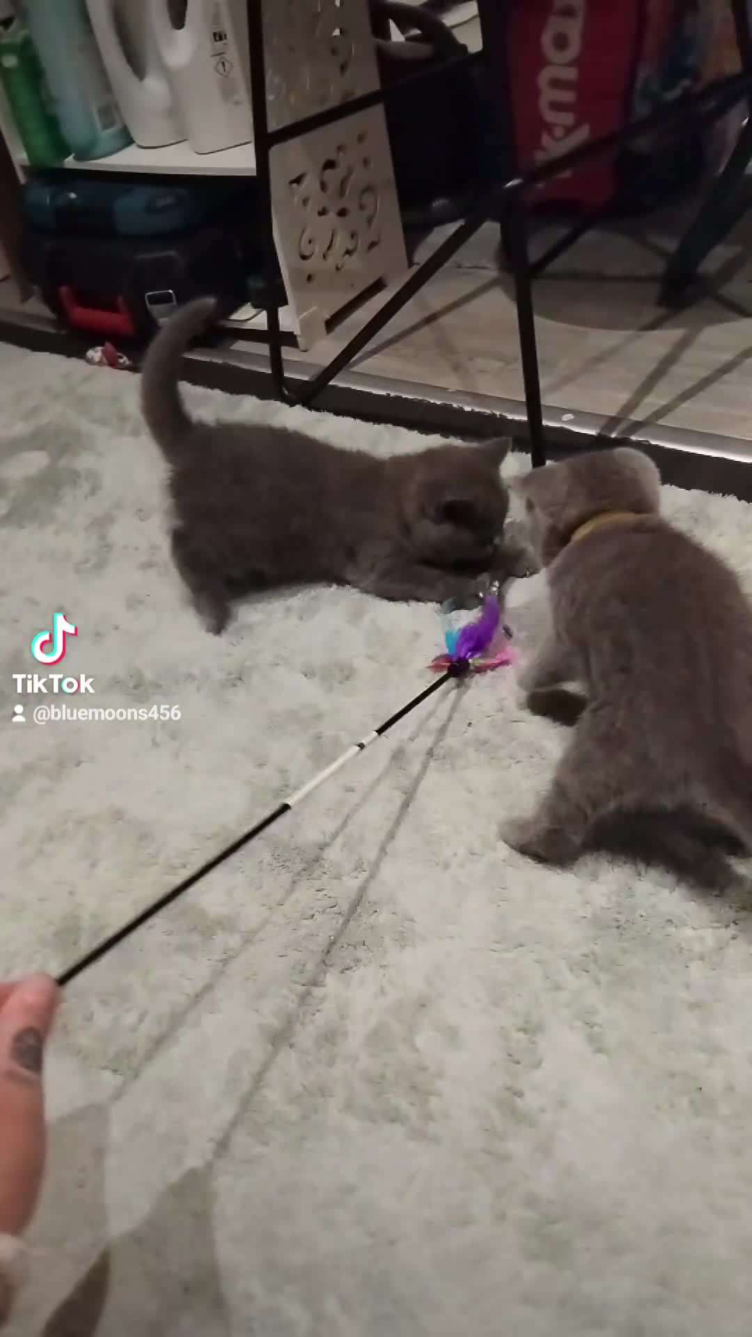 British Shorthair cats for sale: ***ALL RESERVED***BritishShorthair x Russian Blue  - Video 1