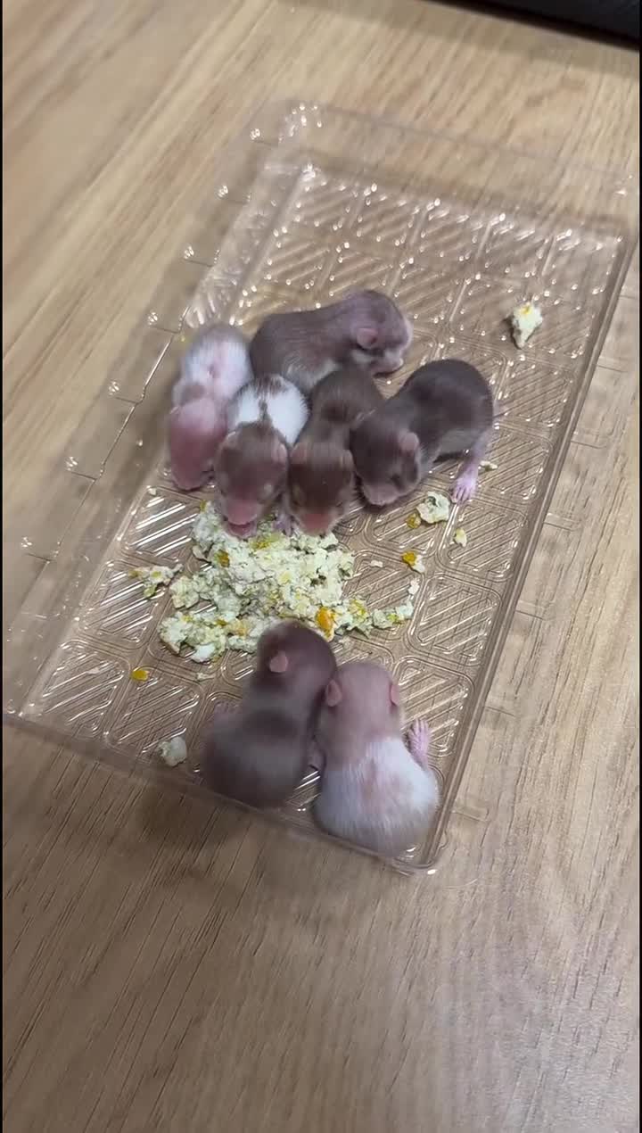 Hamster rodents for sale: Syrian Hamster Babies - Birmingham in Birmingham - Video 1