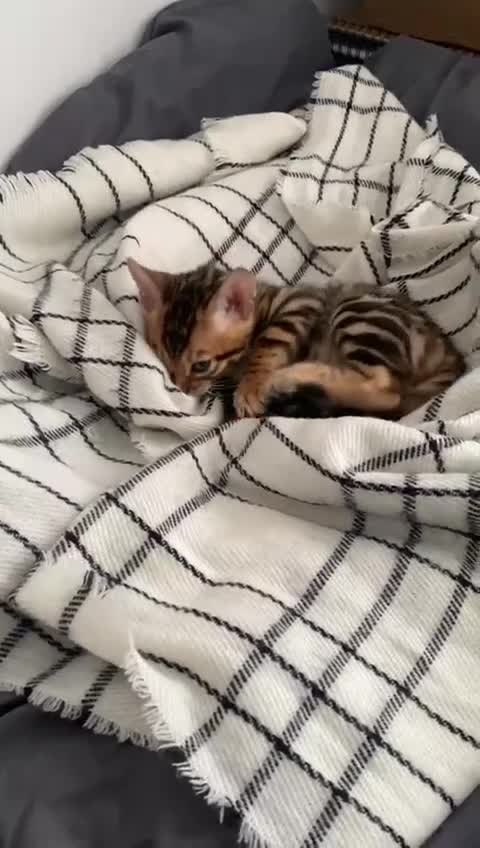 Bengal cats for sale: Last Bengal kitten ready to find forever home in Stourbridge - Video 1